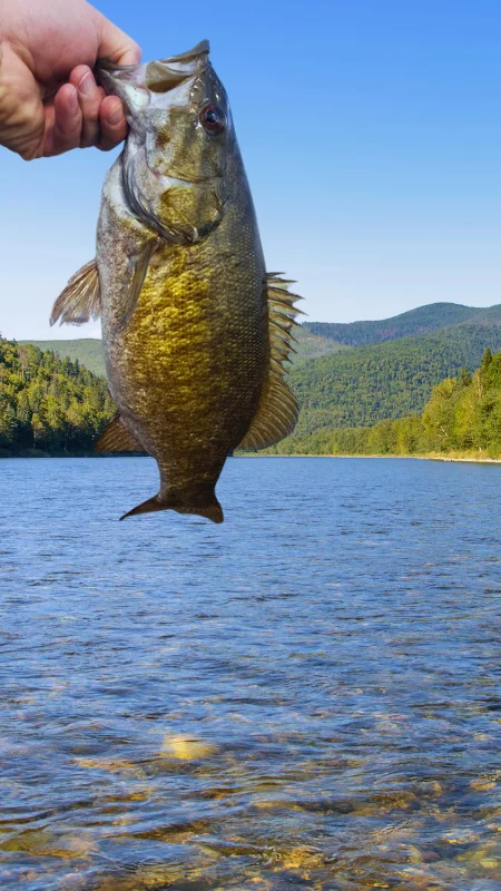 About Small mouth bass fish