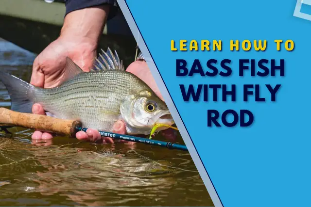 how to bass fish with fly rod, pro tips