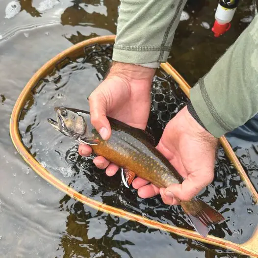 Brook-trout caught in hand 