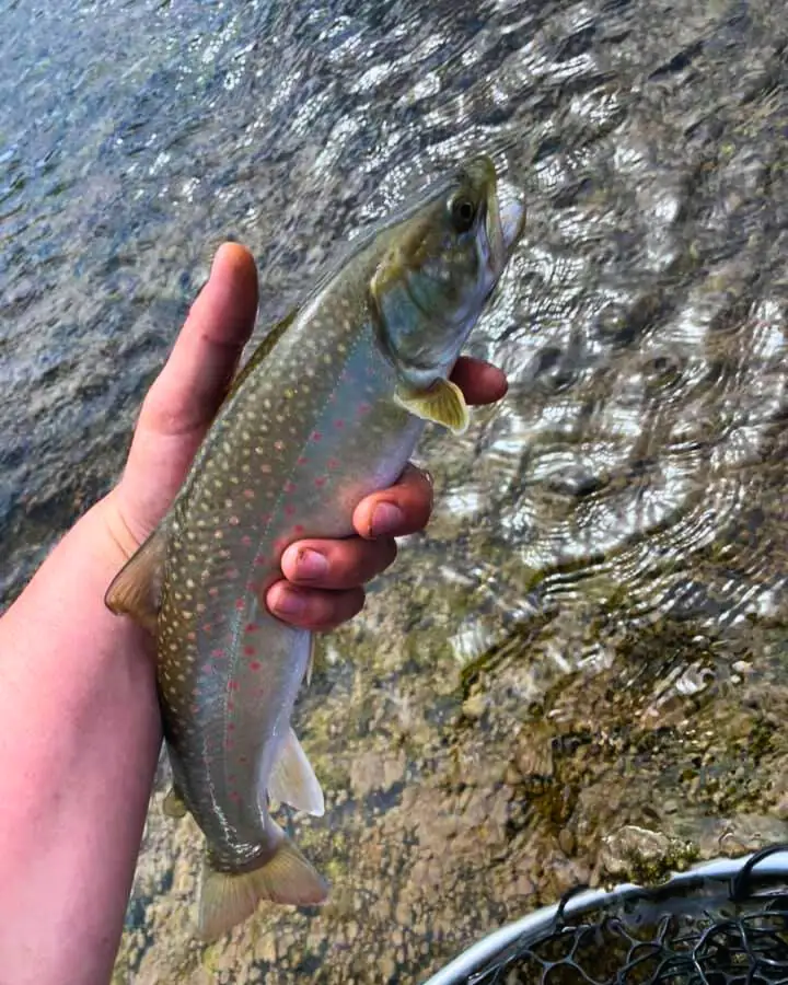 Trout Fishing For Beginners: 15 Tips & Complete Setup Guide