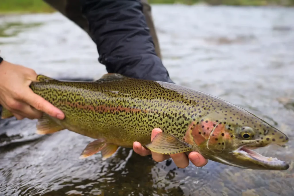 Trout Fishing For Beginners: 15 Tips & Complete Setup Guide