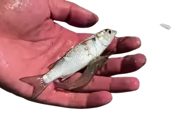 Minnows, Shiners, nightcrawlers, and crayfish are examples of live bait