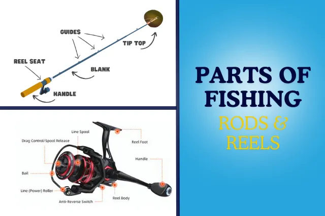 PARTS OF FISHING RODS & REELS explained