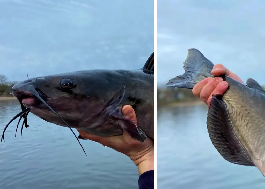 support fish under the head near the gills