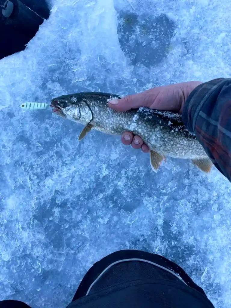 trout fishing in Ice